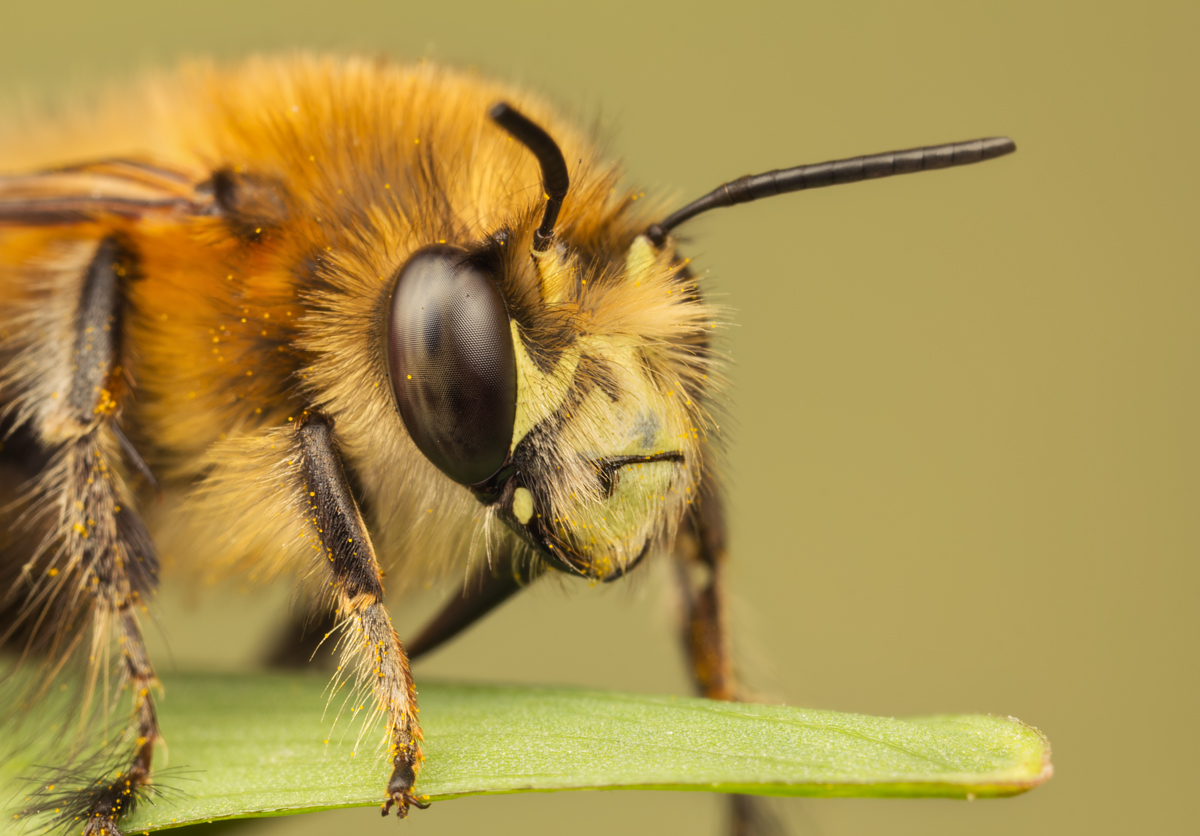 Hairy Footed Flower Bee 1